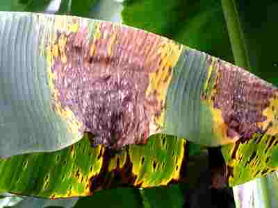 1_black_leaf_streak_sigatoka_leaf_bllight_1.jpg
